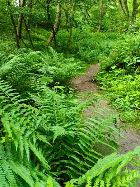 202606090-11 - Waldweg bei Carwitz, Mecklenburgische Seenplatte, Mecklenburg-Vorpommern, Deutschland