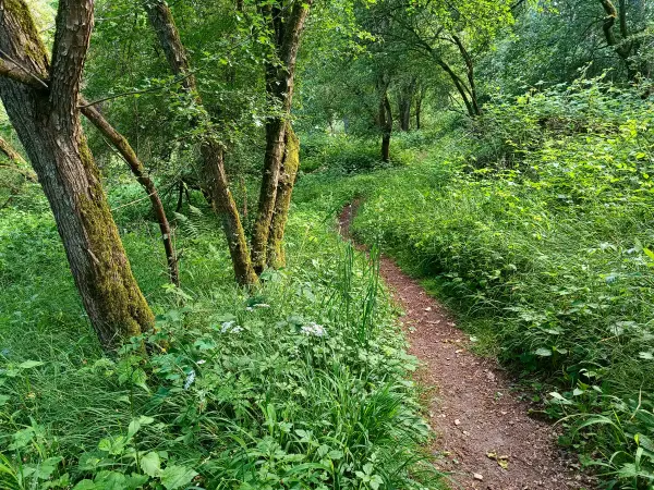 202606090-12 - Waldweg bei Carwitz, Mecklenburgische Seenplatte, Mecklenburg-Vorpommern, Deutschland