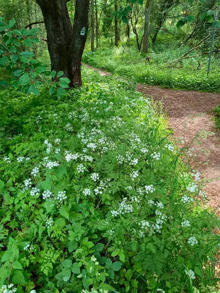 202606090-15 - Waldweg bei Carwitz, Mecklenburgische Seenplatte, Mecklenburg-Vorpommern, Deutschland