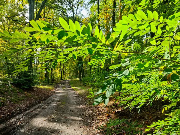 202310250-24 - Waldweg bei Emstal, Fläming, Brandenburg, Deutschland