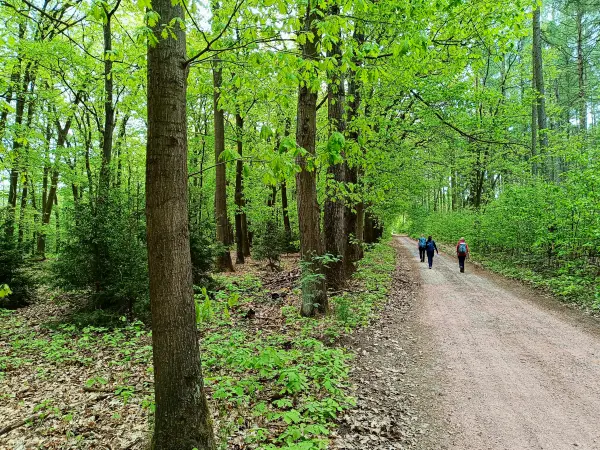 202505080-15 - Waldweg bei Frohnsdorf, Fläming, Brandenburg, Deutschland