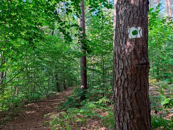 202309110-04 - Waldweg bei Fürstenberg, Ruppiner Seenland, Brandenburg, Deutschland