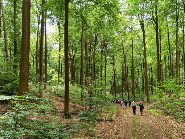 202606130-04 - Waldweg bei Golzow, Barnim, Brandenburg, Deutschland
