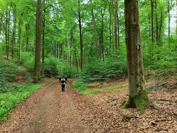 202606130-05 - Waldweg bei Golzow, Barnim, Brandenburg, Deutschland