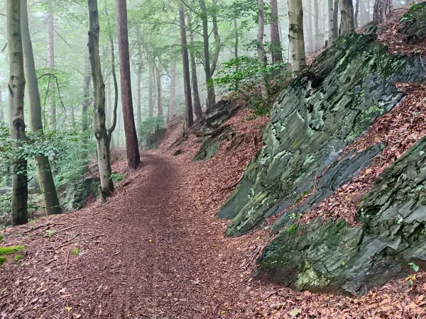 202308170-19 - Waldweg bei Goslar, Harz, Niedersachsen, Deutschland
