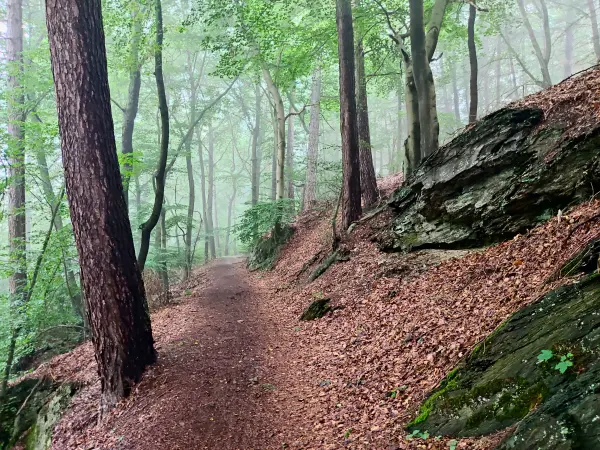 202308170-20 - Waldweg bei Goslar, Harz, Niedersachsen, Deutschland