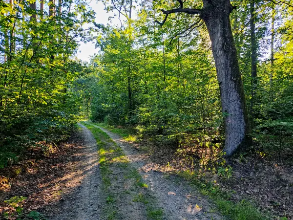 202309040-40 - Waldweg bei Gransee, Ruppiner Seenland, Brandenburg, Deutschland
