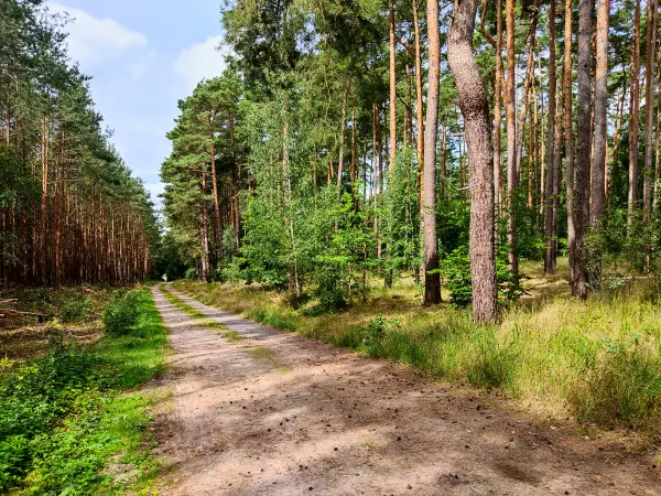 202308050-03 - Waldweg bei Grubo, Fläming, Brandenburg, Deutschland