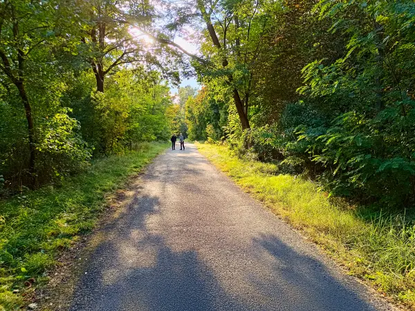 202510030-24 - Waldweg bei Hennigsdorf, Barnimer Land, Brandenburg, Deutschland