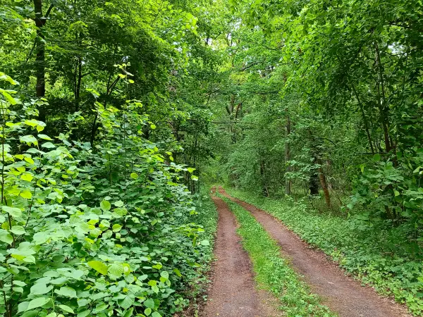 202505170-17 - Waldweg bei Klein Schauen, Seenland Oder-Spree, Brandenburg, Deutschland