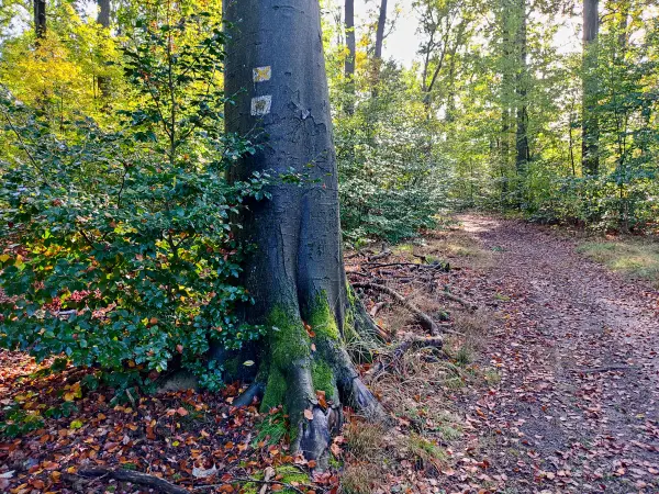 202310250-12 - Waldweg bei Kloster Lehnin, Fläming, Brandenburg, Deutschland