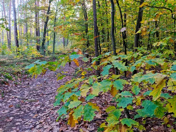 202310250-42 - Waldweg bei Kloster Lehnin, Fläming, Brandenburg, Deutschland