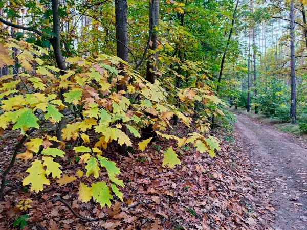 202310250-48 - Waldweg bei Kloster Lehnin, Fläming, Brandenburg, Deutschland