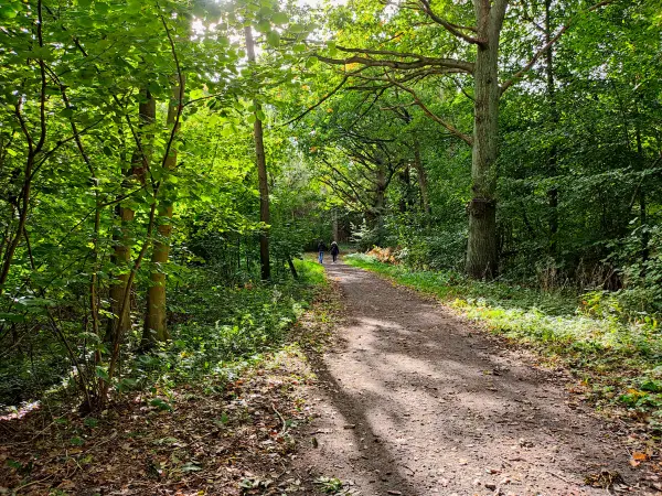 202310170-36 - Waldweg bei Koserow, Usedom, Mecklenburg-Vorpommern, Deutschland