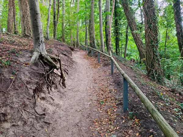 202310170-45 - Waldweg bei Koserow, Usedom, Mecklenburg-Vorpommern, Deutschland