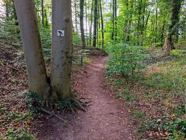 202310170-52 - Waldweg bei Koserow, Usedom, Mecklenburg-Vorpommern, Deutschland