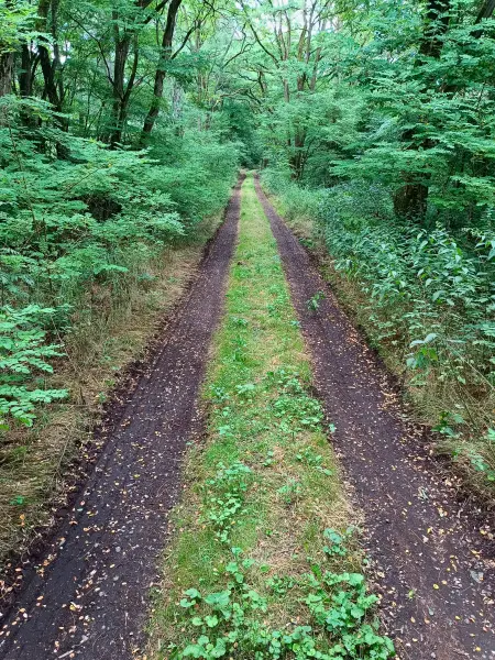 202607210-16 - Waldweg bei Kotzen, Havelland, Brandenburg, Deutschland