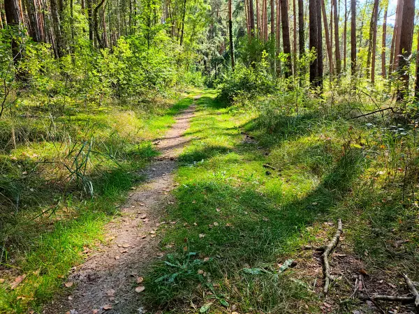 202309160-20 - Waldweg bei Limsdorf, Seenland Oder-Spree, Brandenburg, Deutschland