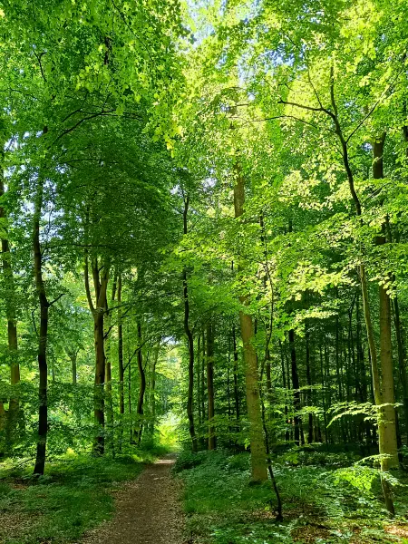 202506170-04 - Waldweg bei Lübstorf, Mecklenburgische Seenplatte, Mecklenburg-Vorpommern, Deutschland