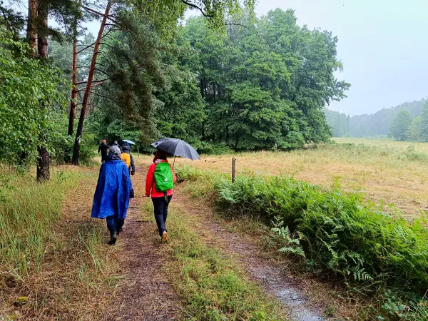 202507120-18 - Waldweg bei Märkisch Buchholz, Dahme-Seenland, Brandenburg, Deutschland