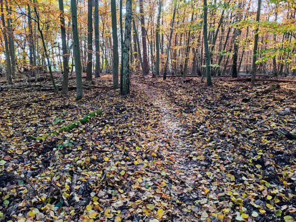 202311130-27 - Waldweg bei Müggelheim, Berlin, Deutschland