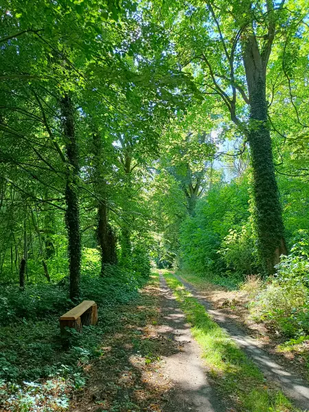 202607210-11 - Waldweg bei Nennhausen, Havelland, Brandenburg, Deutschland