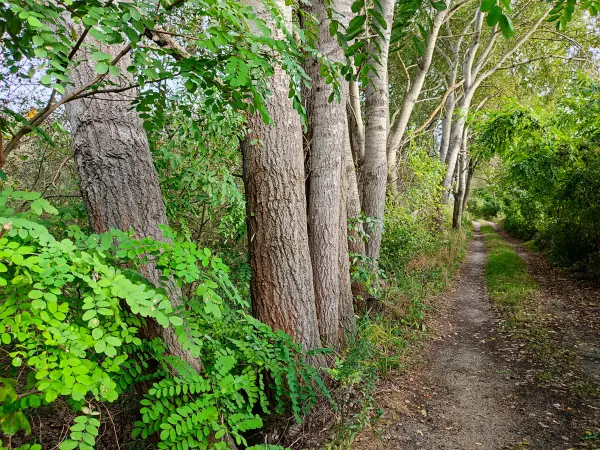 202310060-32 - Waldweg bei Raddusch, Spreewald, Brandenburg, DeutschandSpr