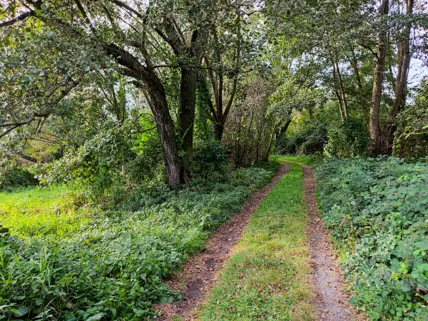 202310060-33 - Waldweg bei Raddusch, Spreewald, Brandenburg, DeutschandSpr