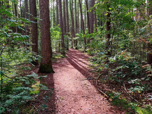 202309240-29 - Waldweg  bei Rhen, Schleswig-Holstein, Deutschland