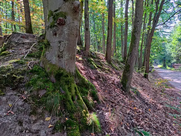 202309110-13 - Waldweg bei Steinförde, Ruppiner Seenland, Brandenburg, Deutschland