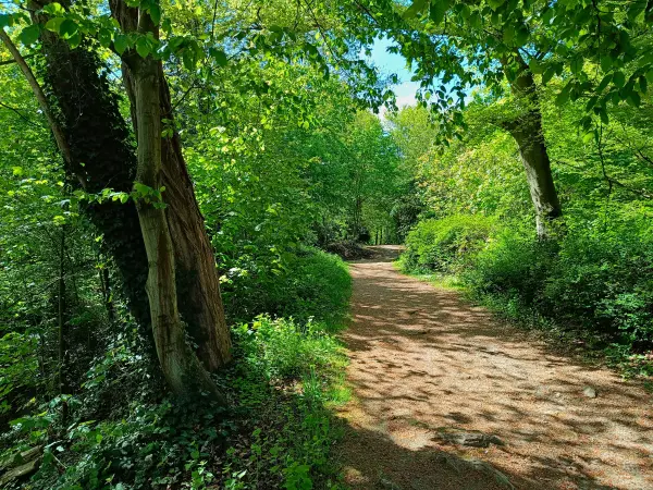 202604260-19 - Waldweg bei Welper, Ruhrgebiet, Nordrhein-Westfalen, Deutschland