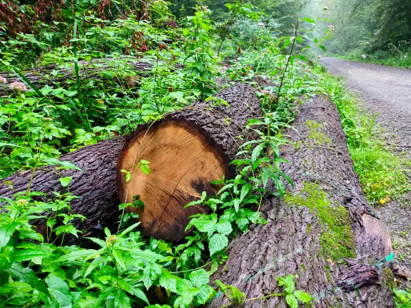 202308180-10 - Waldweg im Deister, Weserbergland, Niedersachsen, Deutschland