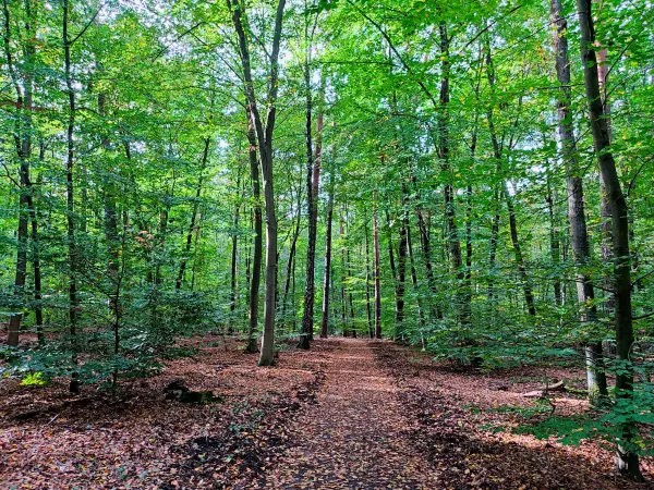 202310140-39 - Waldweg im Düppeler Forst, Berlin, Deutschland