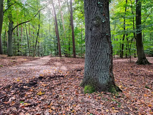 202310140-40 - Waldweg im Düppeler Forst, Berlin, Deutschland