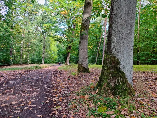 202310140-41 - Waldweg im Düppeler Forst, Berlin, Deutschland