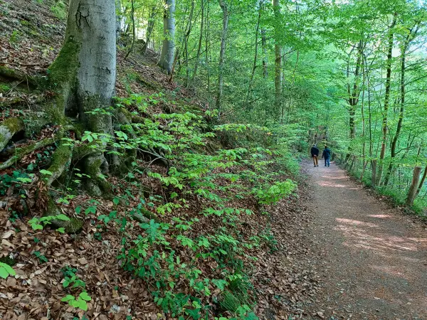 202604230-14 - Waldweg im Düsseltal, Bergisches Land, Nordrhein-Westfalen, Deutschland