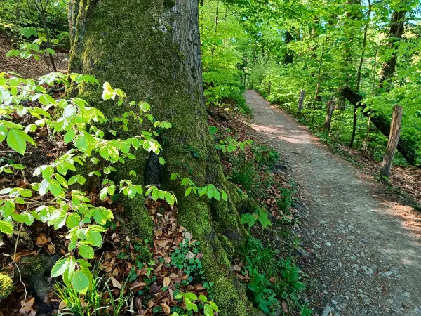 202604230-15 - Waldweg im Düsseltal, Bergisches Land, Nordrhein-Westfalen, Deutschland