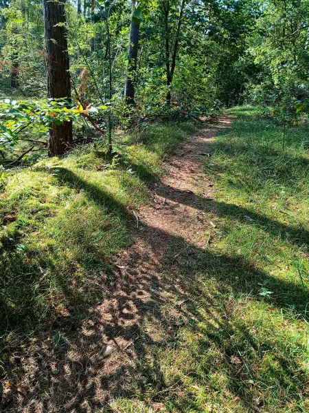 202509270-10 - Waldweg im Grunewald, Berlin, Deutschland