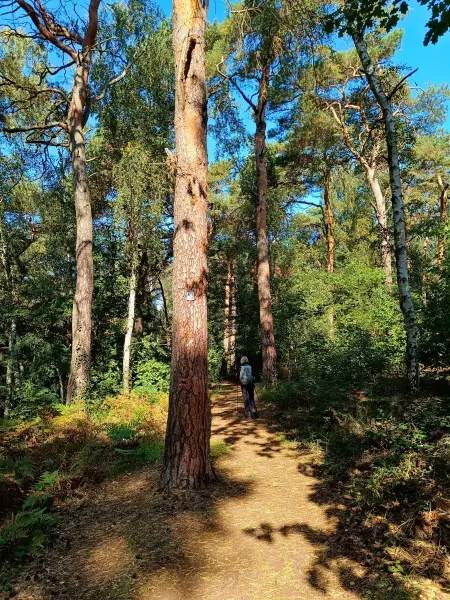 202509270-15 - Waldweg im Grunewald, Berlin, Deutschland