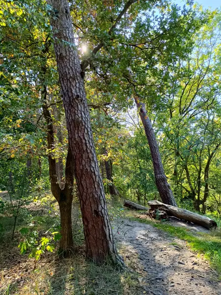 202509270-16 - Waldweg im Grunewald, Berlin, Deutschland