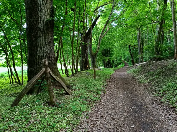 202505130-49 - Waldweg im Müritz-Nationalpark bei Dambeck, Mecklenburgische Seenplatte, Mecklenburg-Vorpommern, Deutschland