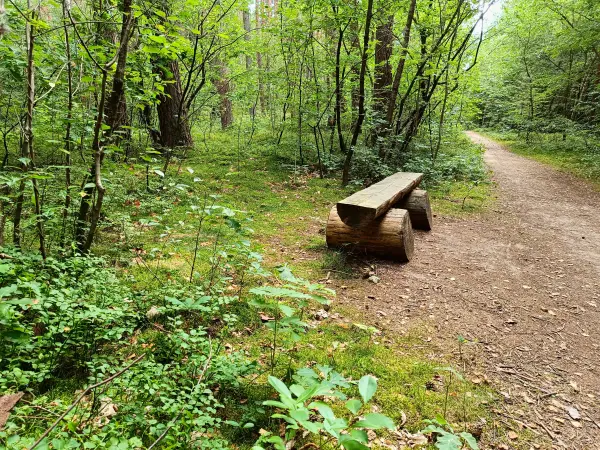 202508200-04 - Waldweg im Müritz-Nationalpark bei Waren, Mecklenburgische Seenplatte, Mecklenburg-Vorpommern, Deutschland
