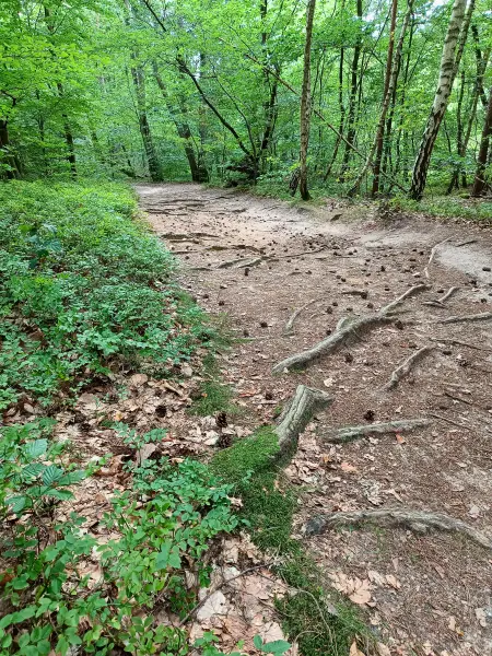 202508200-05 - Waldweg im Müritz-Nationalpark bei Waren, Mecklenburgische Seenplatte, Mecklenburg-Vorpommern, Deutschland