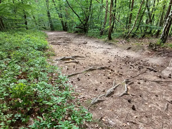 202508200-06 - Waldweg im Müritz-Nationalpark bei Waren, Mecklenburgische Seenplatte, Mecklenburg-Vorpommern, Deutschland