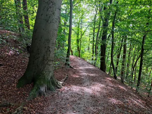 202309250-20 - Waldweg in Blankenese, Hamburg, Deutschland