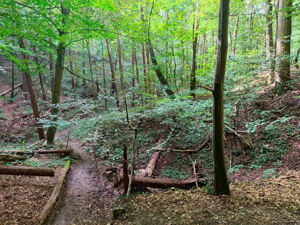 202309250-23 - Waldweg in Blankenese, Hamburg, Deutschland