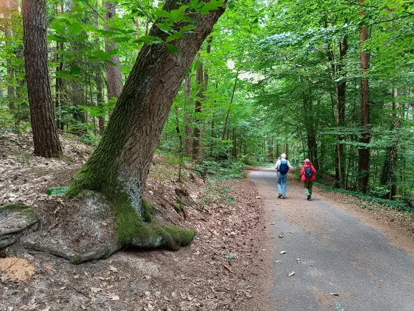 202508230-18 - Waldweg in den Rauener Bergen, Seenland Oder-Spree, Brandenburg, Deutschland