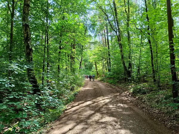 202508230-21 - Waldweg in den Rauener Bergen, Seenland Oder-Spree, Brandenburg, Deutschland