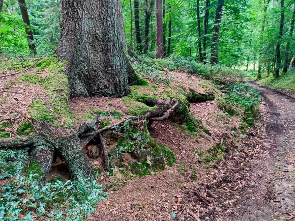 202308190-37 - Waldweg in den Schwarzen Bergen, Hamburg, Deutschland