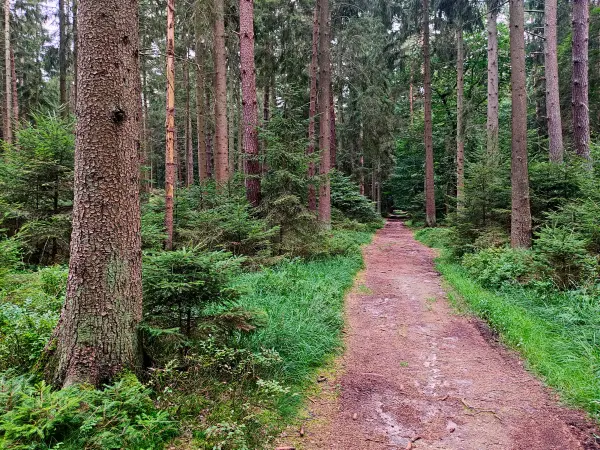 202308190-38 - Waldweg in den Schwarzen Bergen, Hamburg, Deutschland